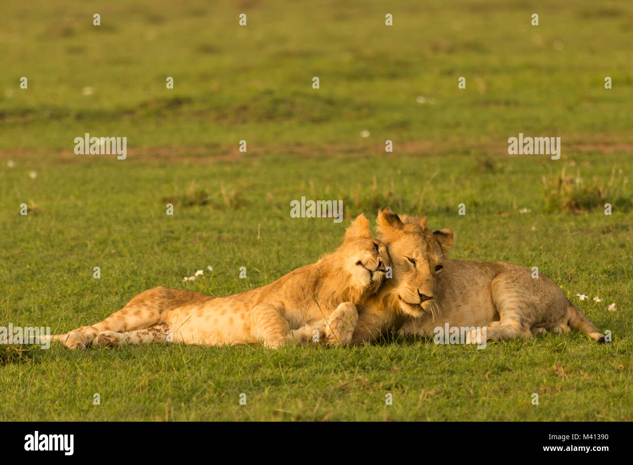 a pair of lions resting on the grasslands of the Maasai Mara, Kenya ...