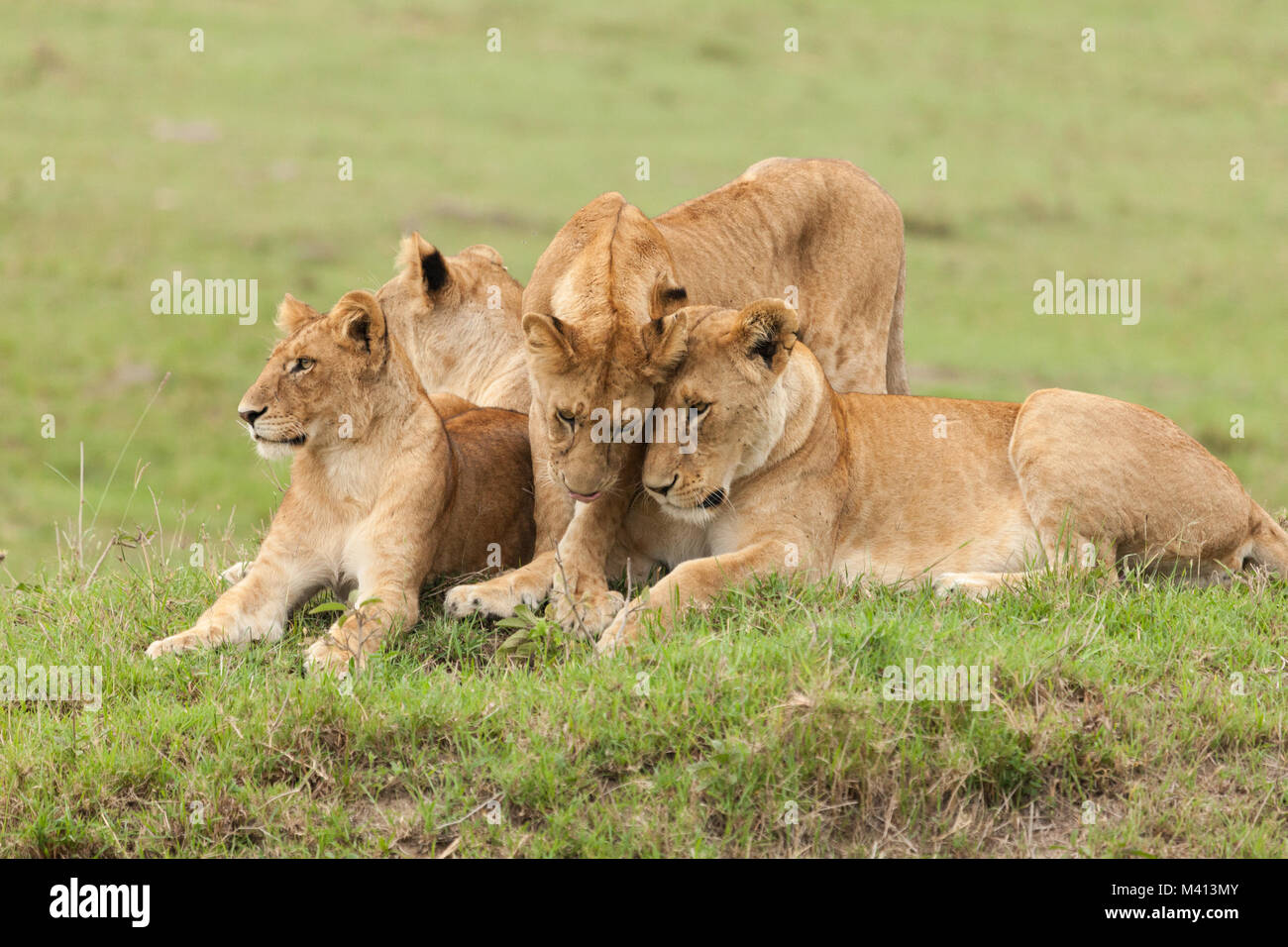 a pride of lions on the grasslands of the Maasai Mara, Kenya Stock Photo