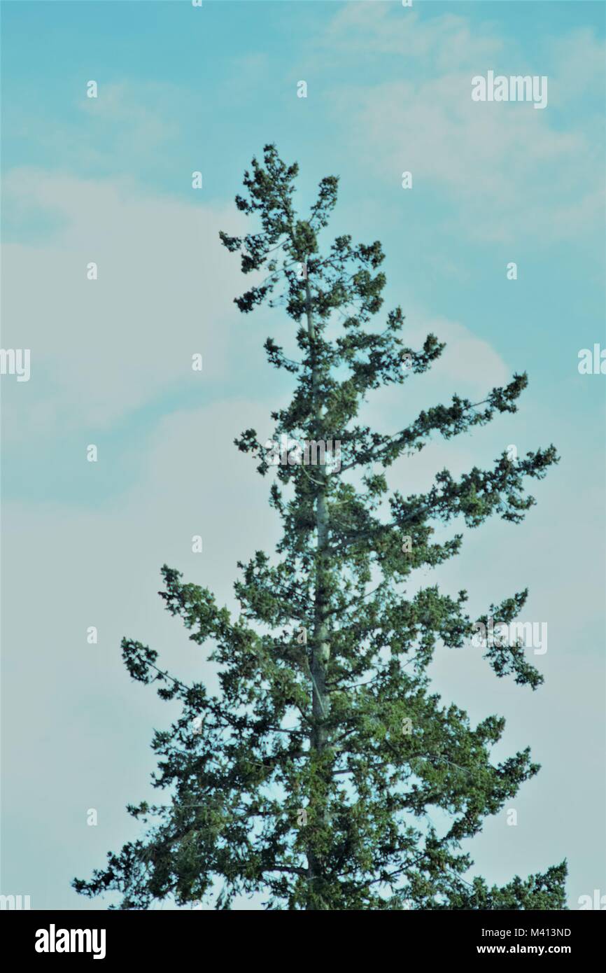 Redwood tree top against blue sky with clouds Stock Photo - Alamy
