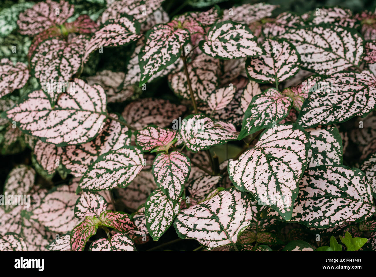 Green And Pink Leaves Of Hypoestes Phyllostachya In Botanical Garden. Stock Photo
