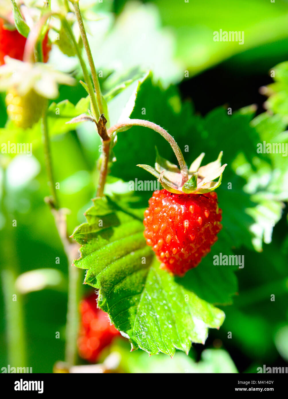 Ripe wild strawberry close-up Stock Photo - Alamy