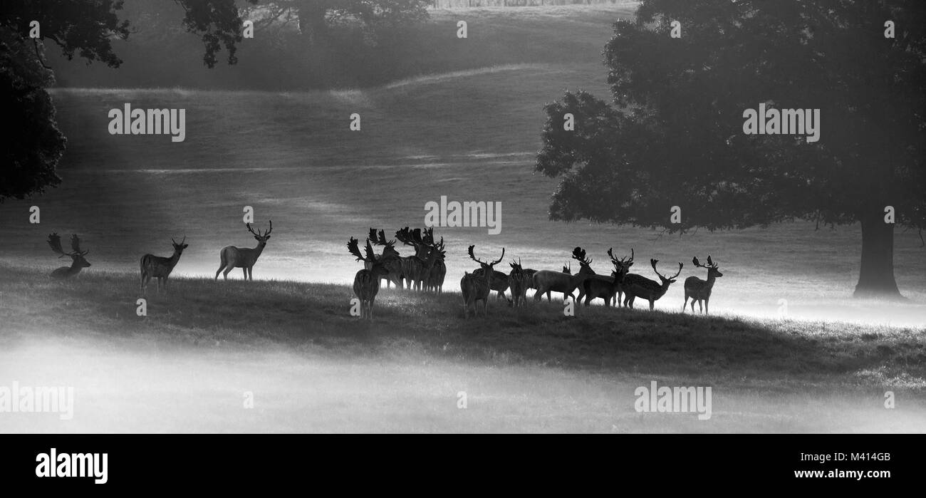 A herd of Fallow Deer (Dama dama) in the early morning mist, Woburn Deer Park, Bedfordshire, UK Stock Photo