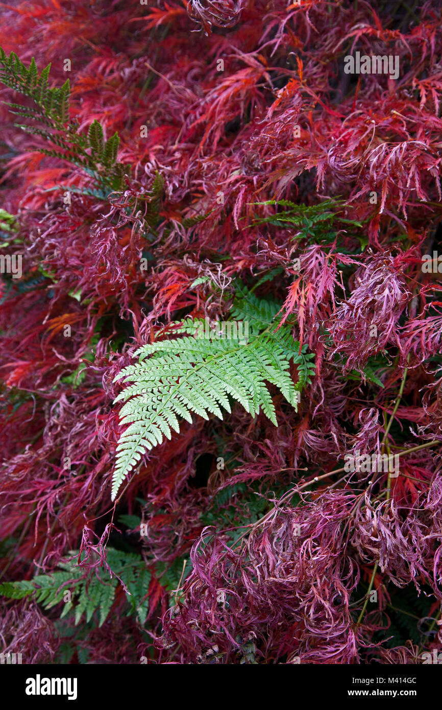 The fresh green hue of a bracken fern (Pteridium aquilinum) contrasts with the surrounding red foliage, southern England. Stock Photo