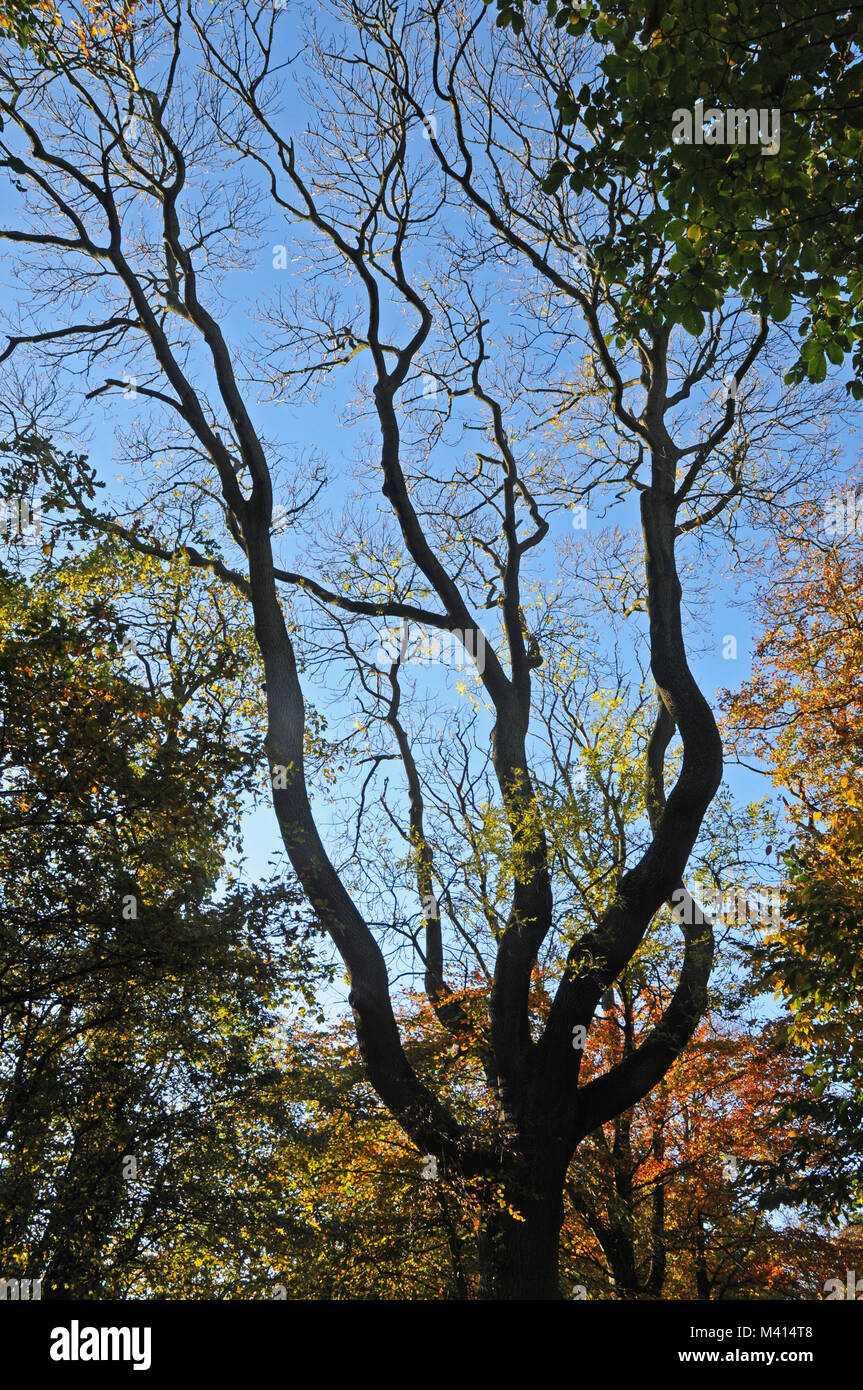 Twisted tree branches in Autumn Stock Photo
