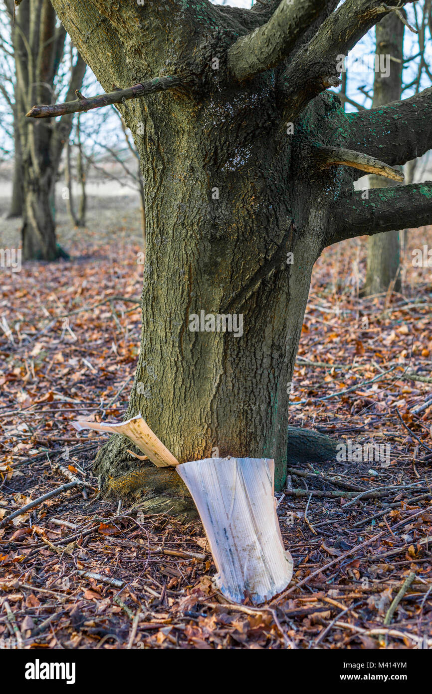 Tree protector on a tree, its work done. Stock Photo
