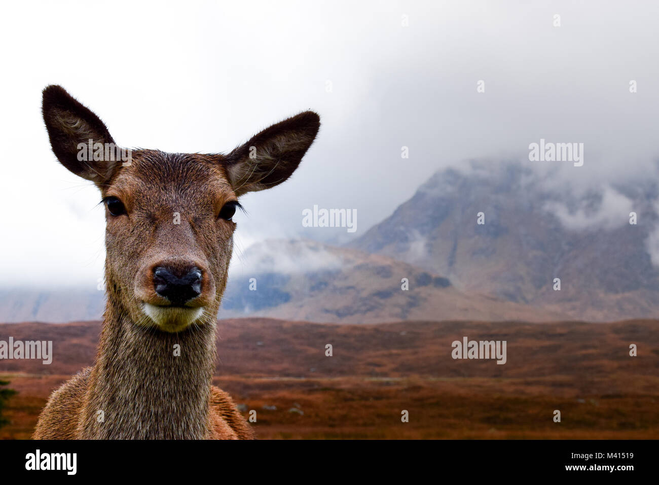 Photogenic Deer at Glencoe, Scotland Stock Photo