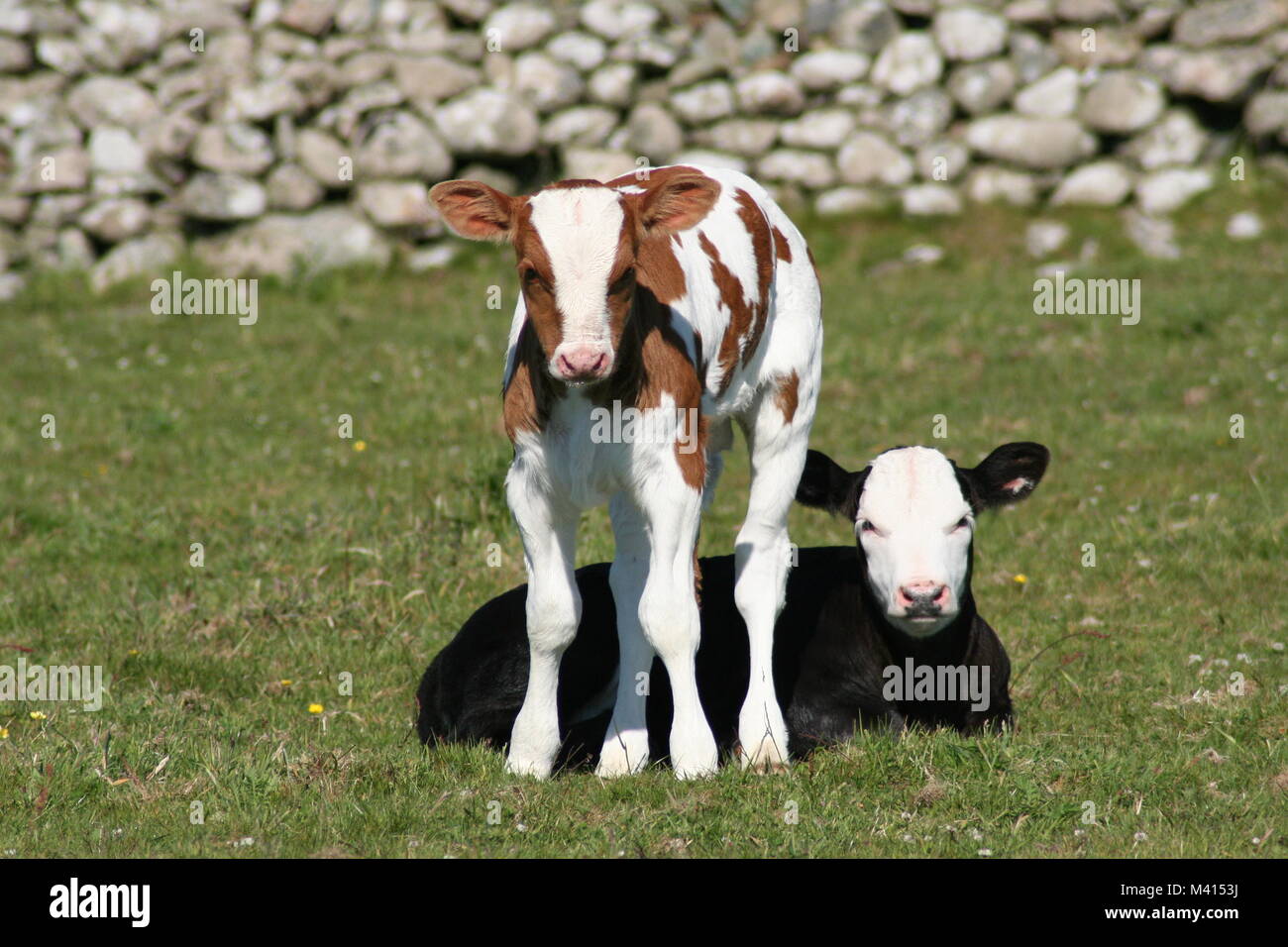 Pair of cute calves in field Stock Photo