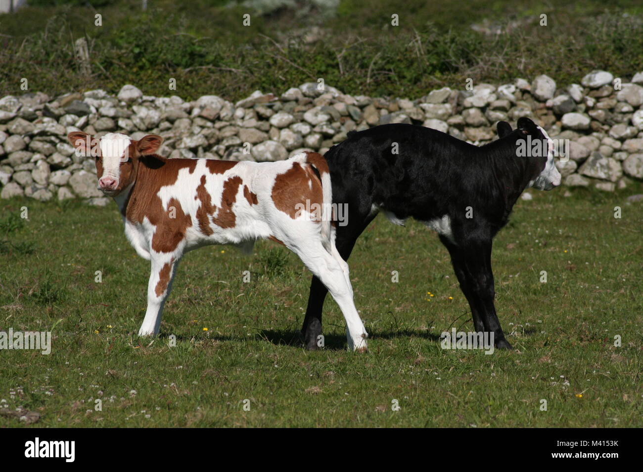 Pair of cute calves in field Stock Photo