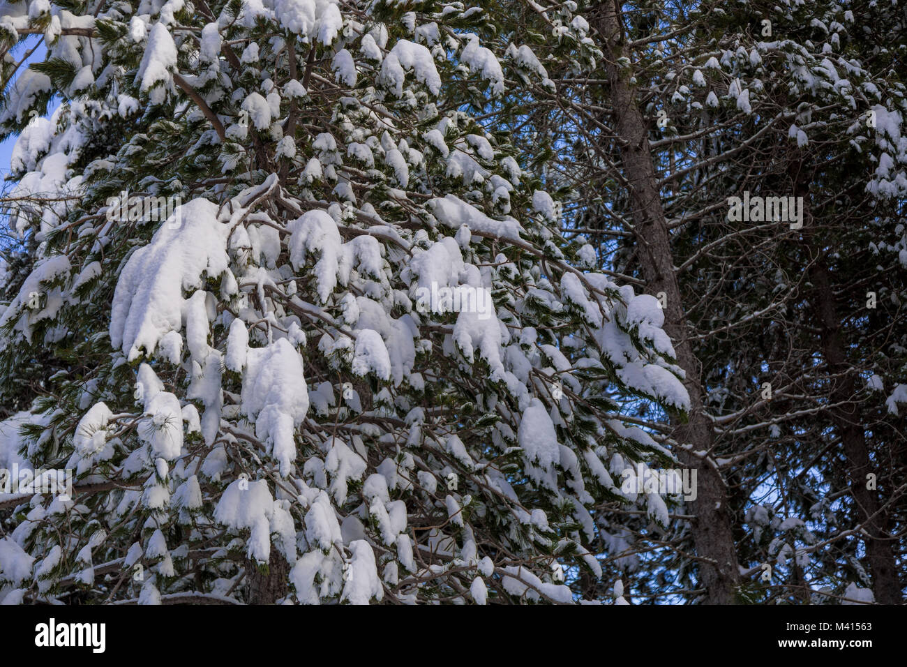 Snow on the needles of pine tree in the wood in winter Stock Photo - Alamy
