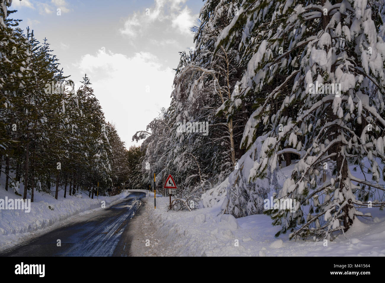 Snow on the needles of pine tree in the wood in winter Stock Photo - Alamy
