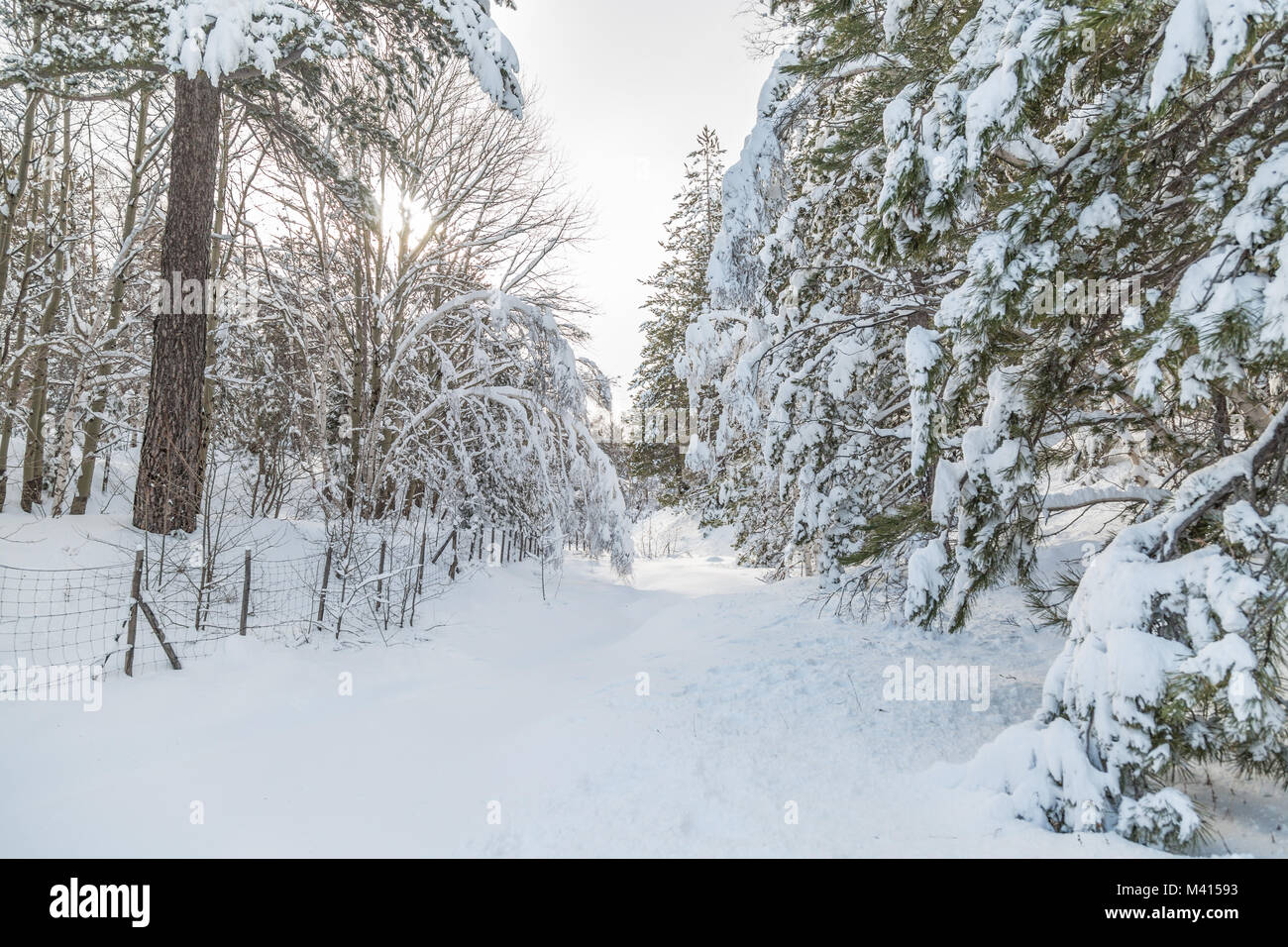 Snow on the needles of pine tree in the wood in winter Stock Photo - Alamy