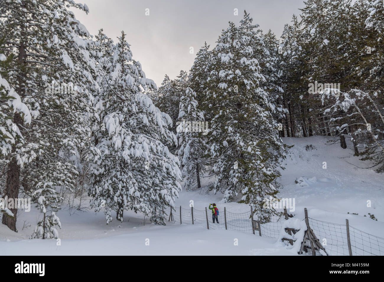 Snow on the needles of pine tree in the wood in winter Stock Photo - Alamy