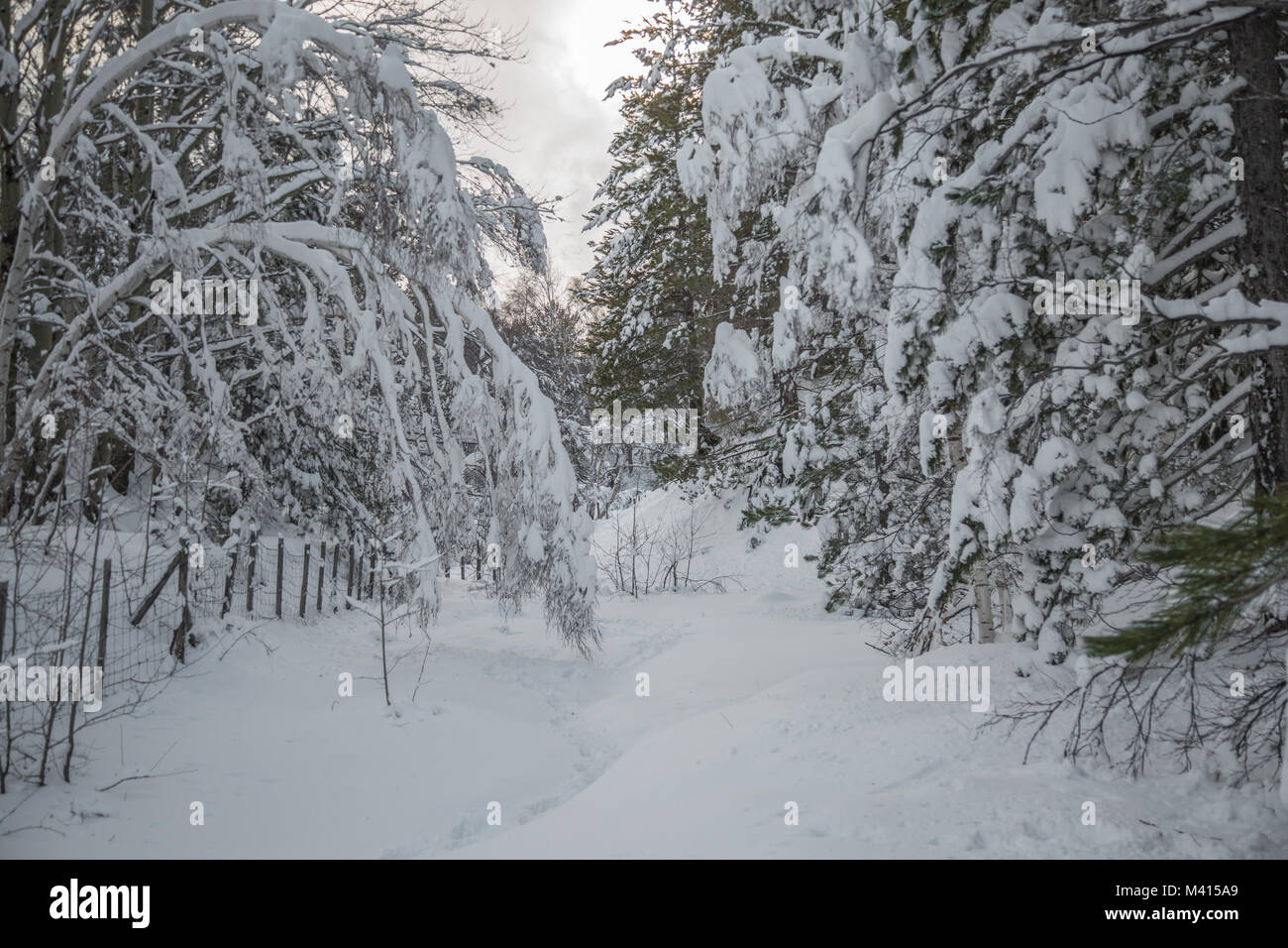 Snow on the needles of pine tree in the wood in winter Stock Photo - Alamy