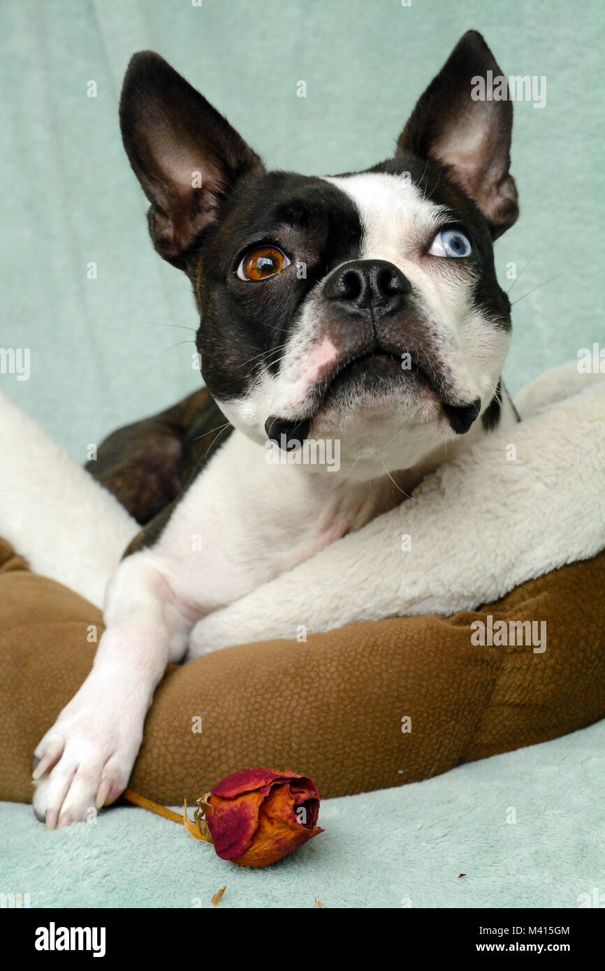 Toy Breed Dog And Black And White Puppy With Dried Rose Has One