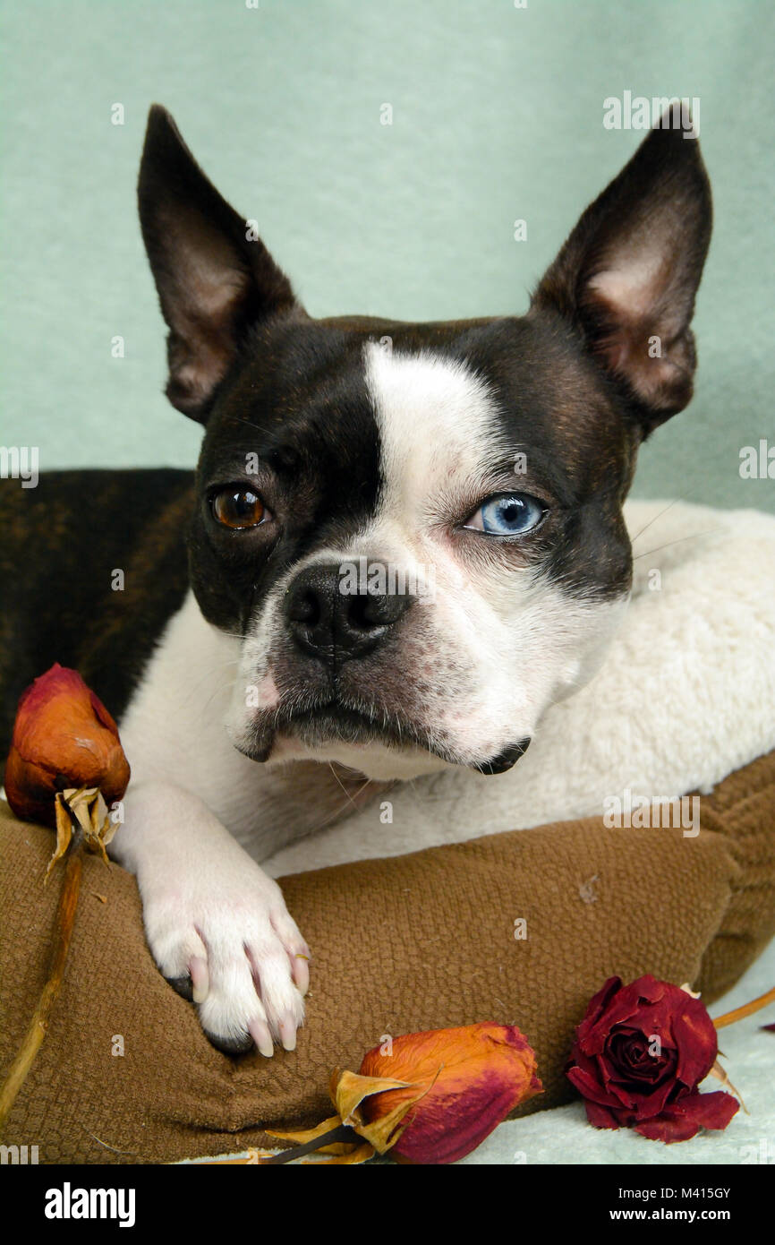 Toy Breed Dog And Black And White Puppy With Dried Rose Has One