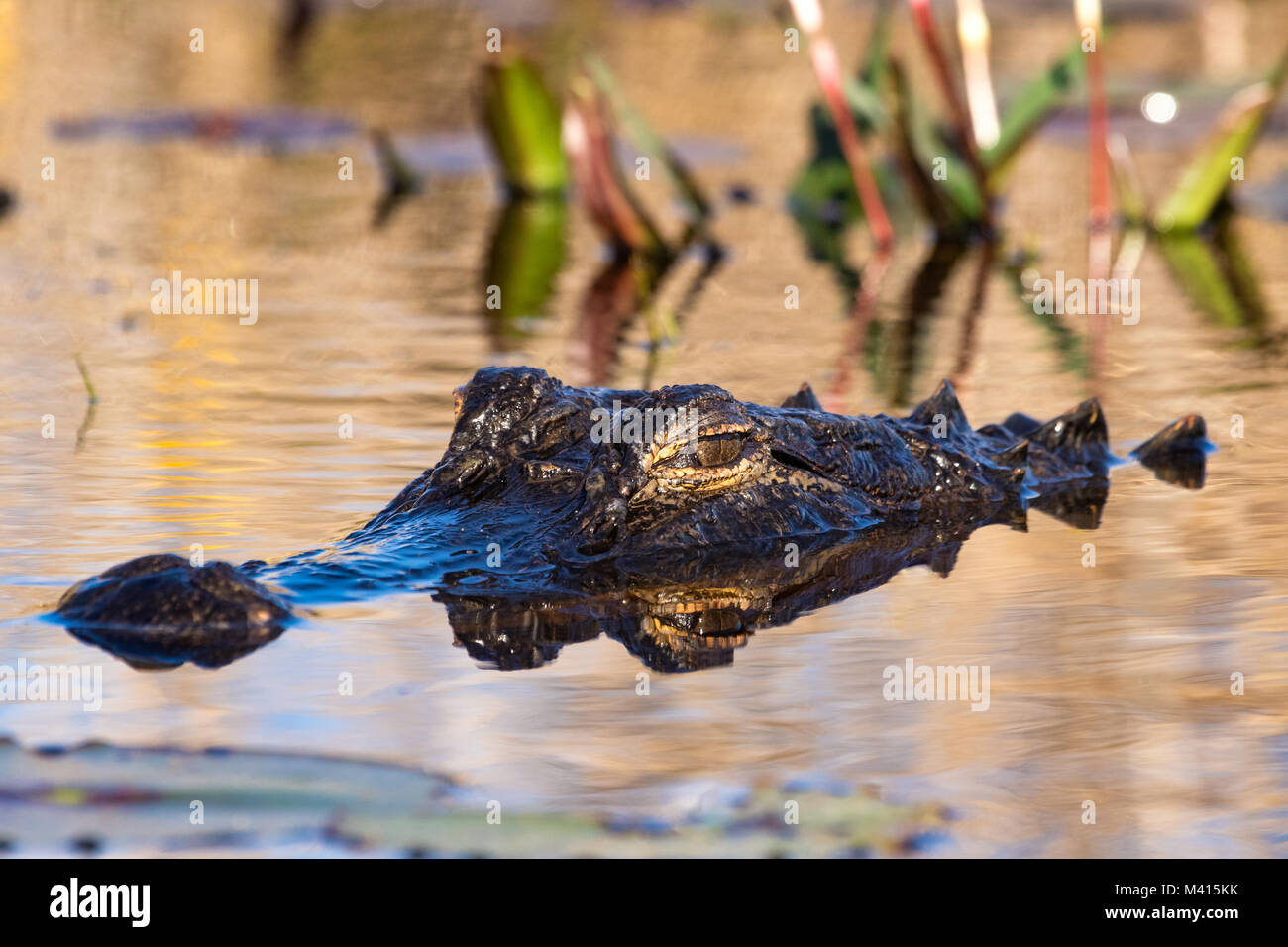 An American alligator (Alligator mississippiensis) laying low in the swamp. Stock Photo