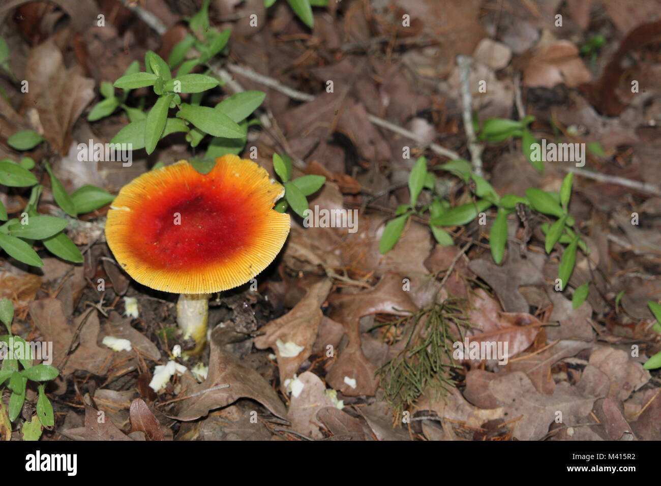North American Amanita Jacksonii mushroom is a version of the European Amanita Ceasarea mushroom. Stock Photo