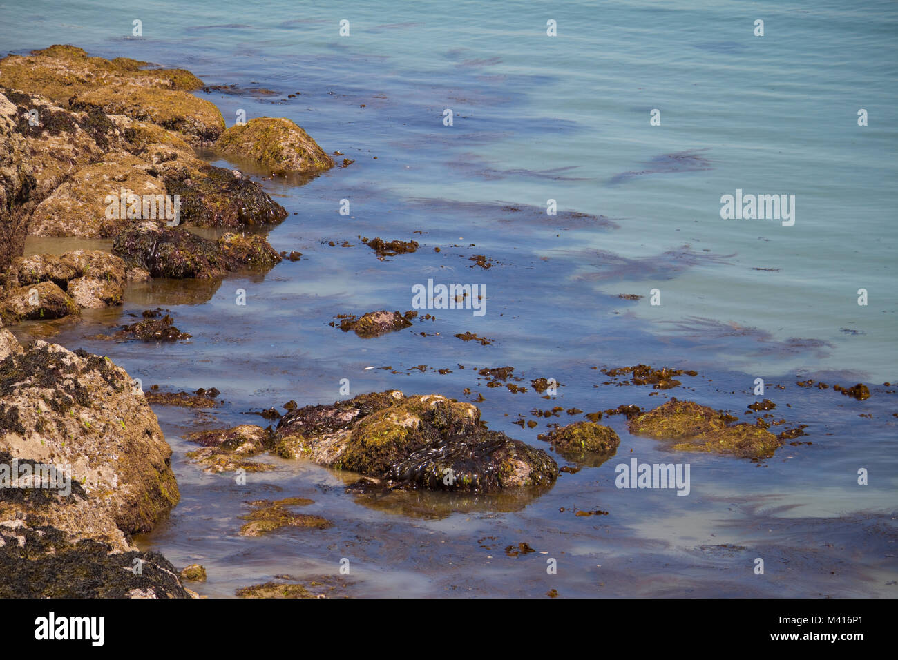 Seaweed and rocks at Rozel Bay, Jersey, Channel Islands, UK Stock Photo ...