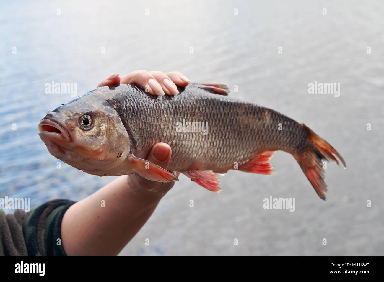 Featuring locally caught from the lake Siberian IDE in female hand on a background of water Stock Photo