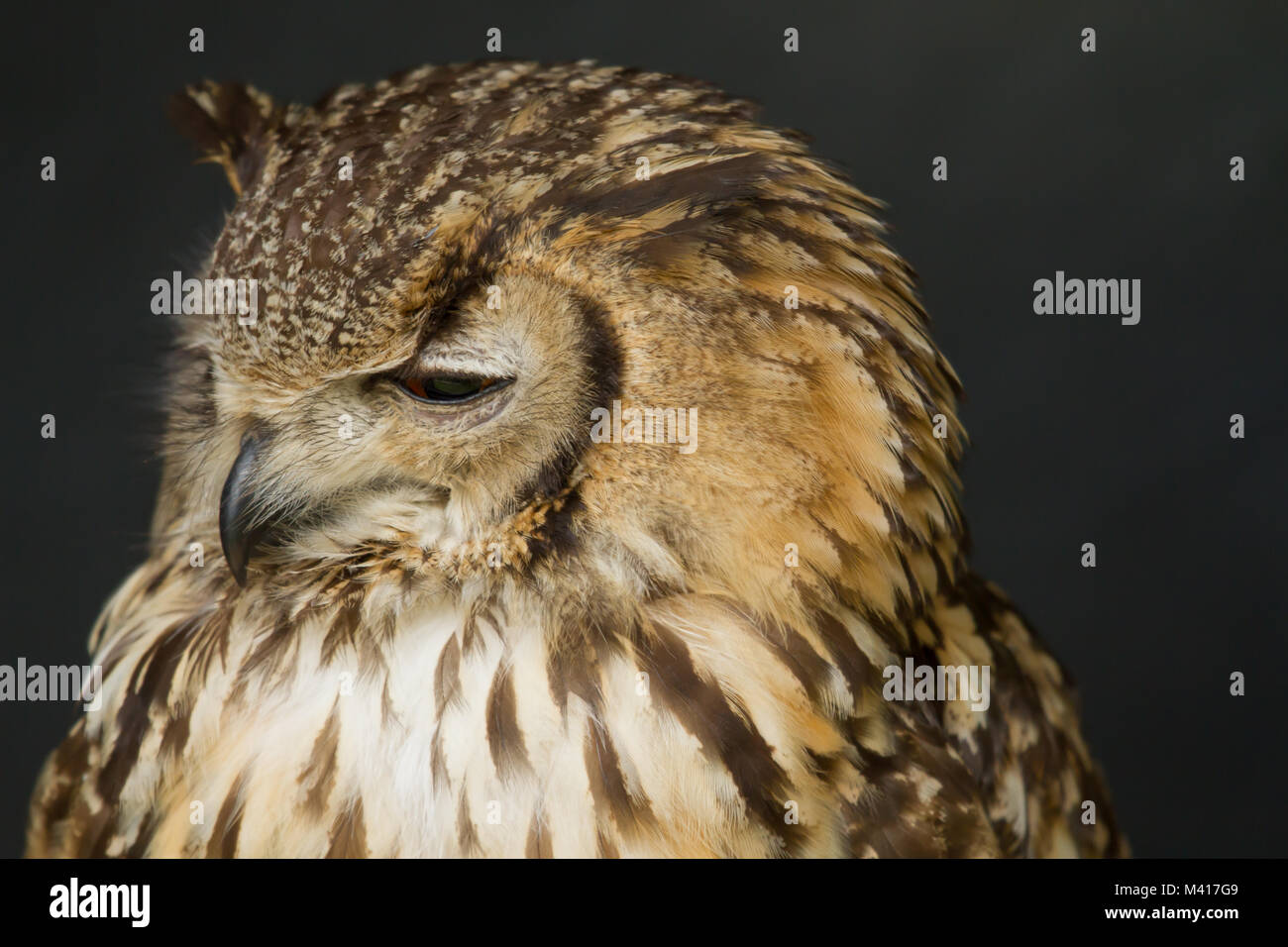 photo portrait of an Eagle Owl Stock Photo