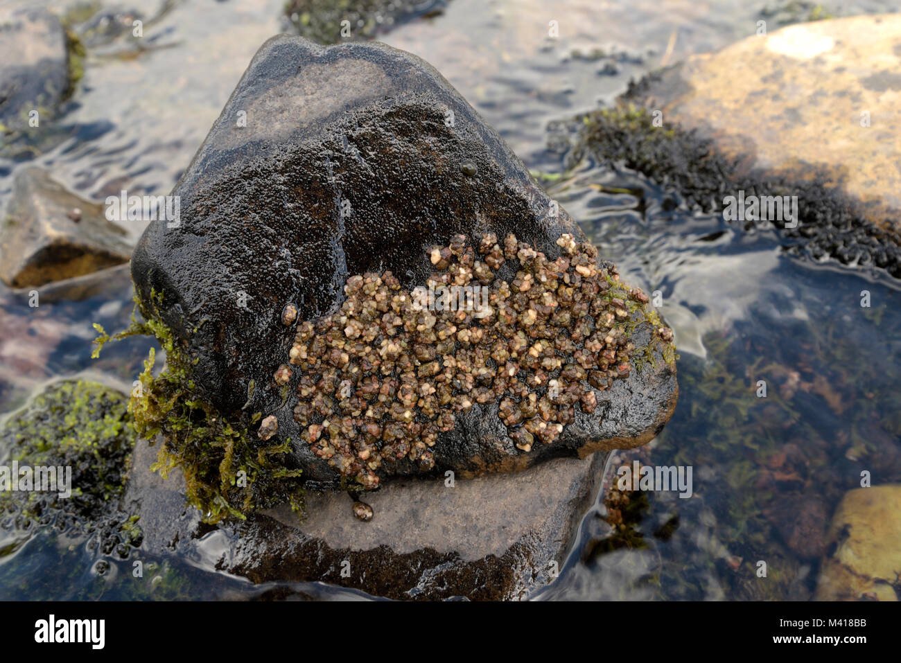 Caddisfly Larvae Retreats on a Wet Rock Stock Photo - Alamy
