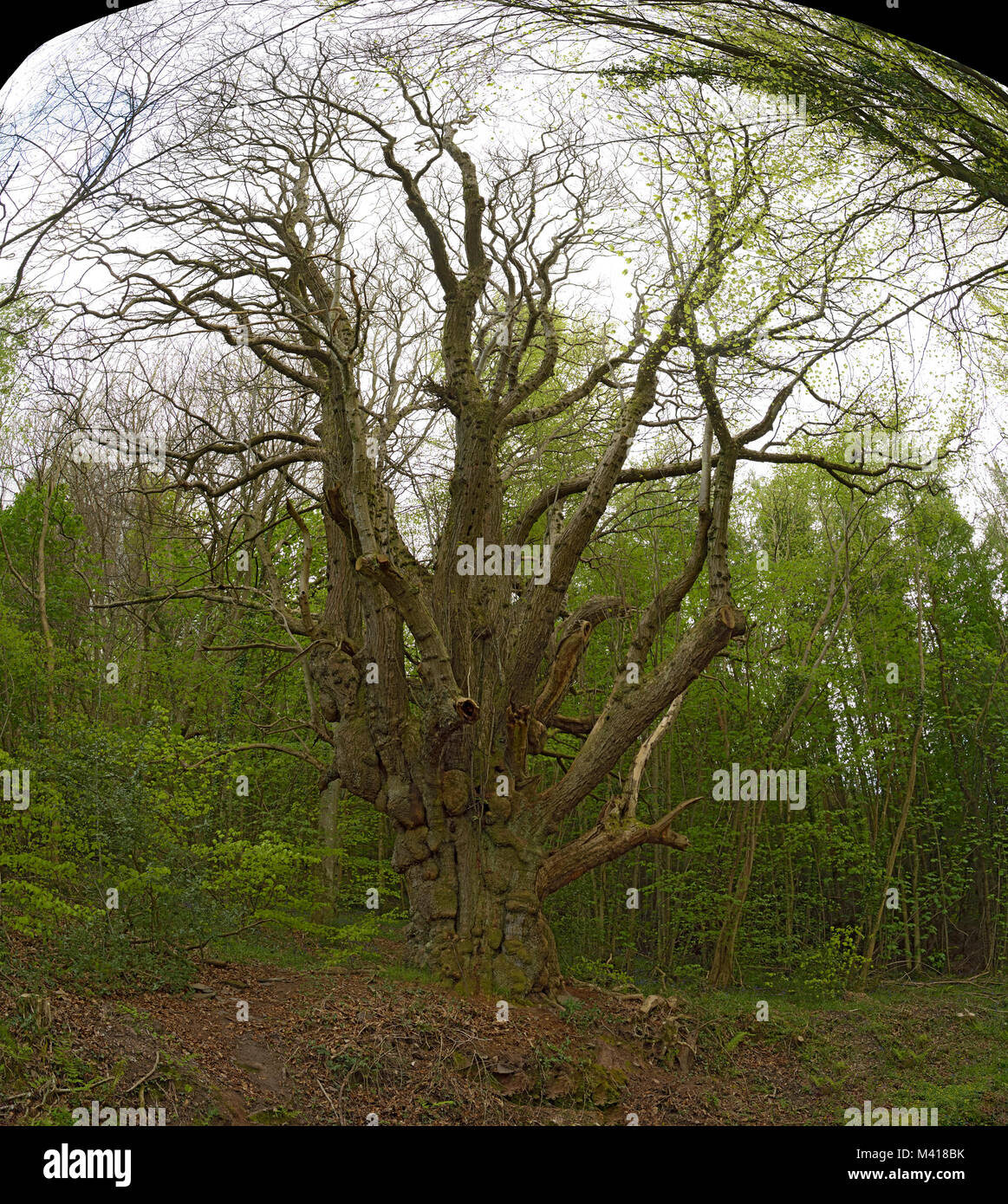 Old Sweet Chestnut Tree, Castanea sativa Stock Photo