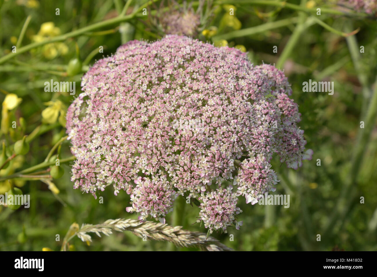 Carrot Flower Umbel, Daucus carota Stock Photo
