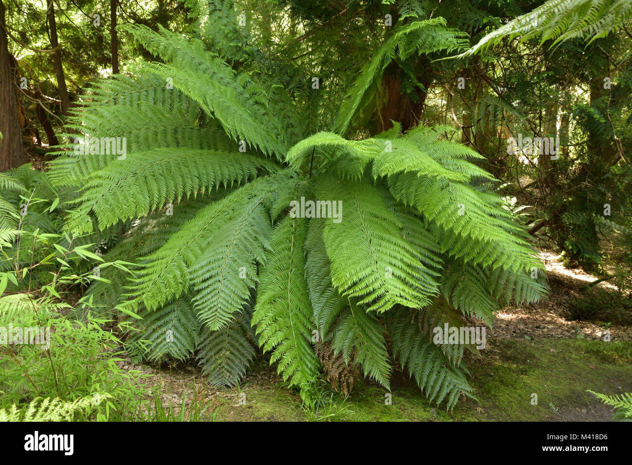 Mature tree ferns hires stock photography and images Alamy
