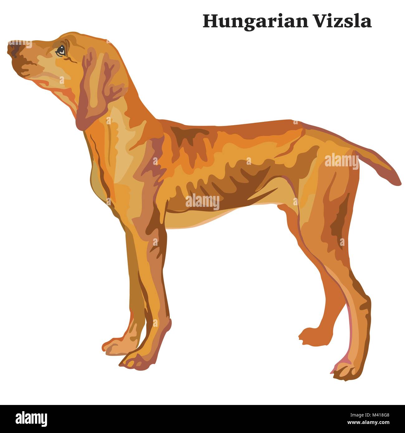 Purebred vizsla Stock Vector Images - Alamy