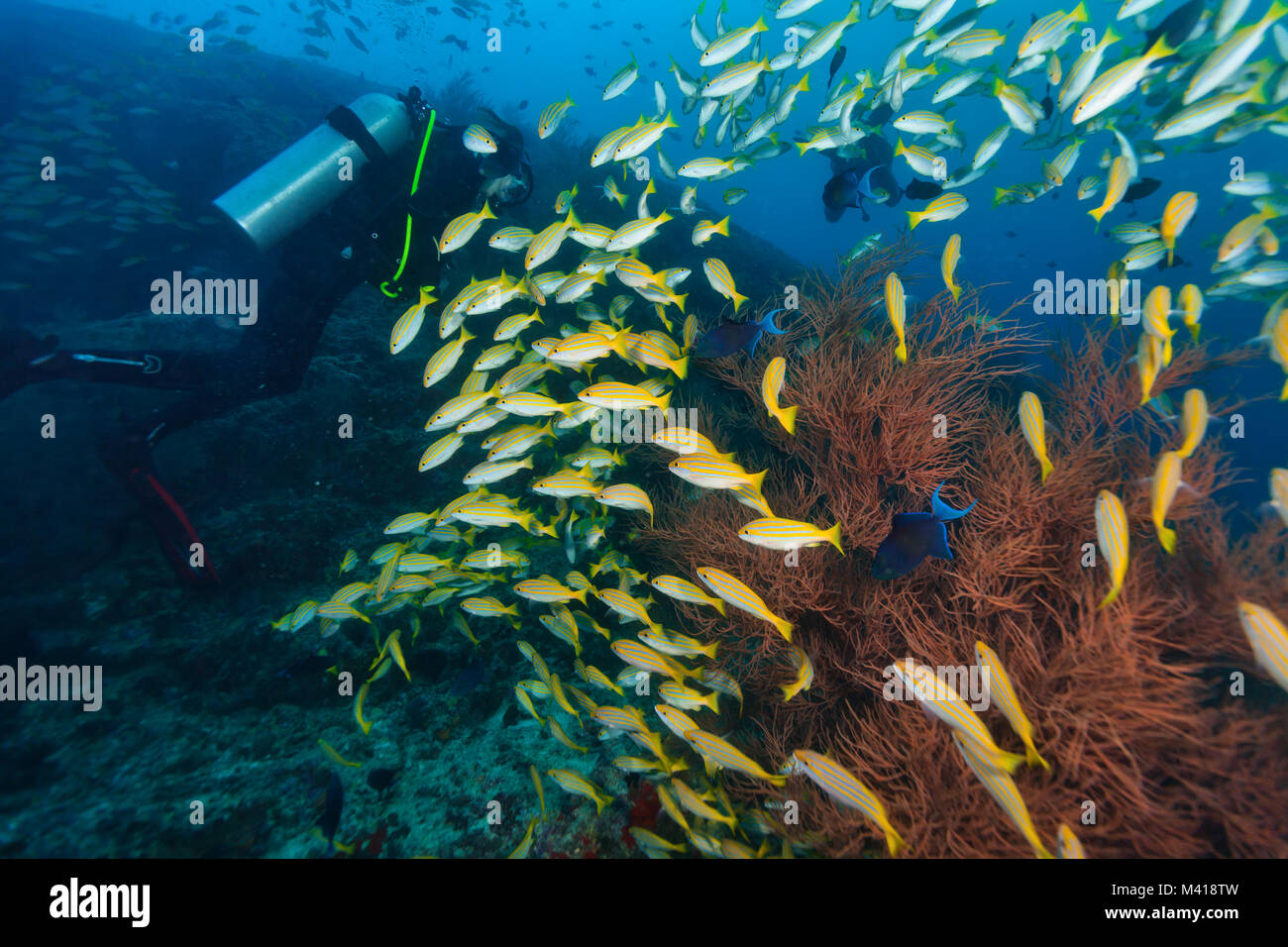 Young woman scuba diver exploring coral reef, underwater activities Stock Photo