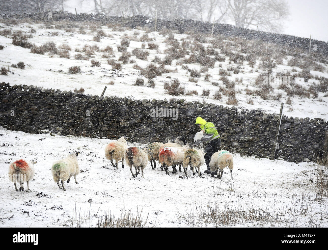 Sheep, owned by Yorkshire Dales farmer Andrew Coates, are fed in heavy snow on the fells between Hawes and Garsdale, North Yorkshire, as forecasters have issued a series of yellow weather warnings which affect large areas of the country. Stock Photo