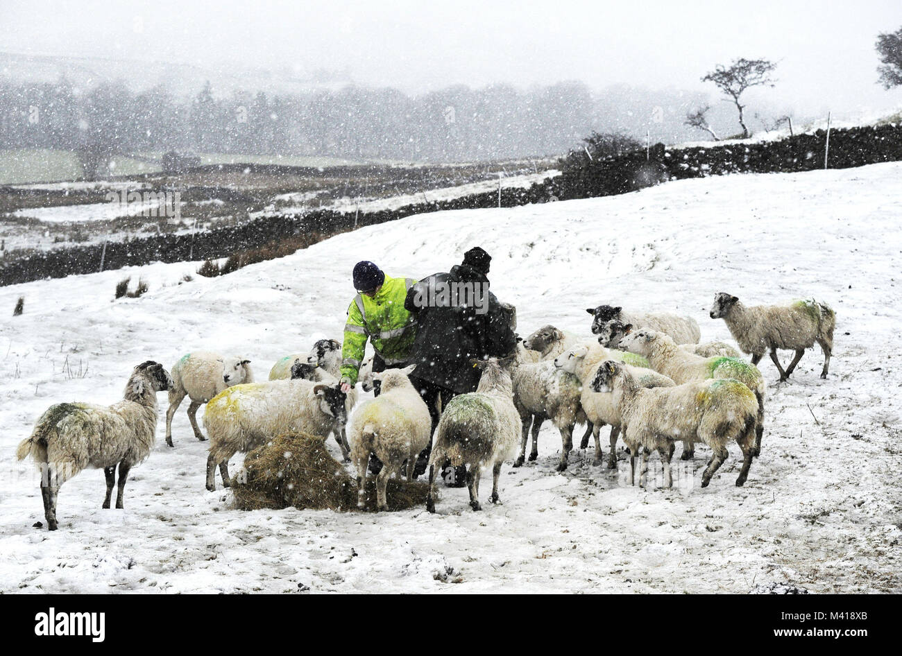 Yorkshire Dales farmer Andrew Coates (right) brings feed in heavy snow to some of the two and a half thousand sheep he looks after on the fells between Hawes and Garsdale, North Yorkshire, as forecasters have issued a series of yellow weather warnings which affect large areas of the country. Stock Photo