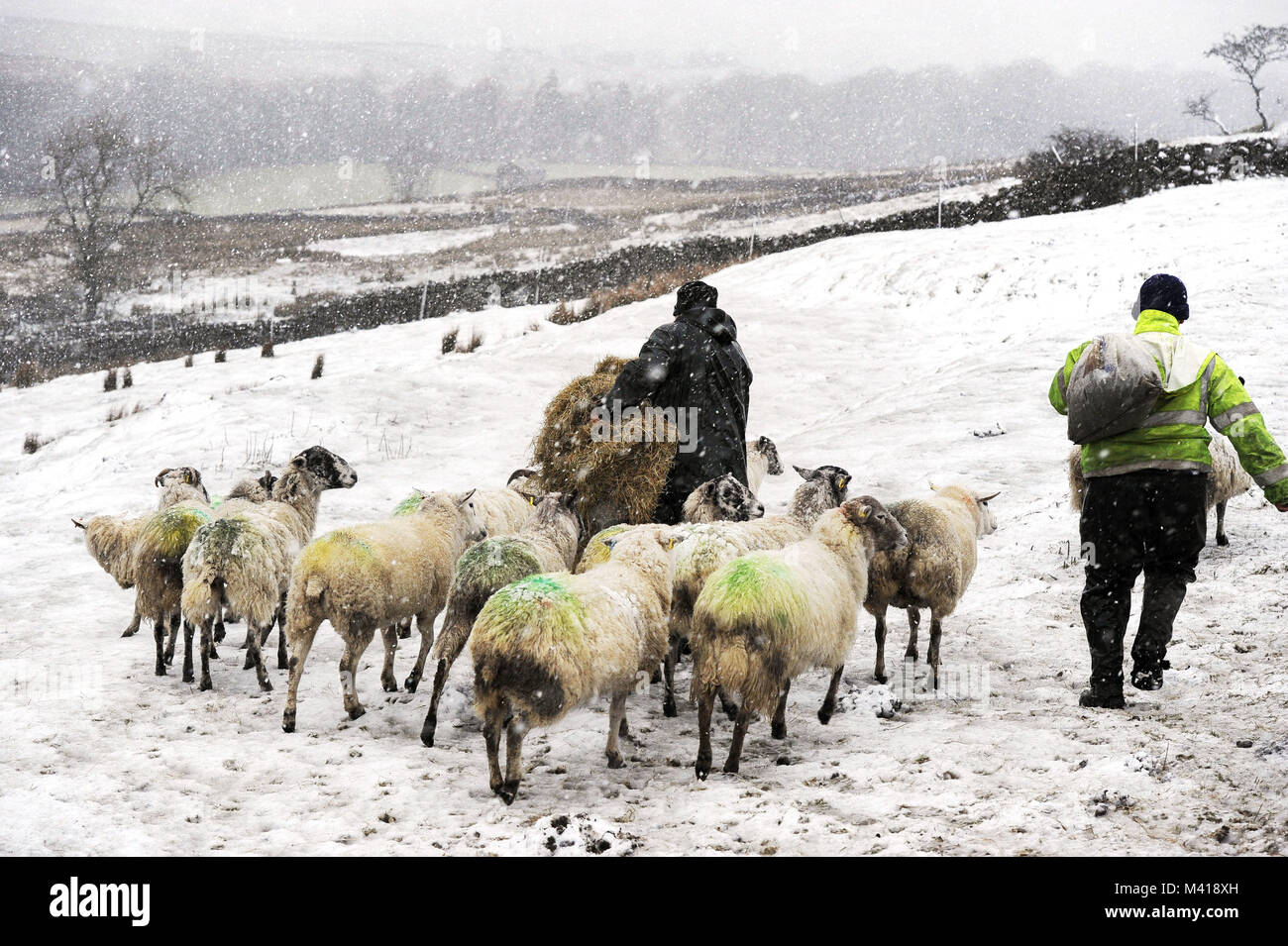 Yorkshire Dales farmer Andrew Coates (left) brings feed in heavy snow to some of the two and a half thousand sheep he looks after on the fells between Hawes and Garsdale, North Yorkshire, as forecasters have issued a series of yellow weather warnings which affect large areas of the country. Stock Photo