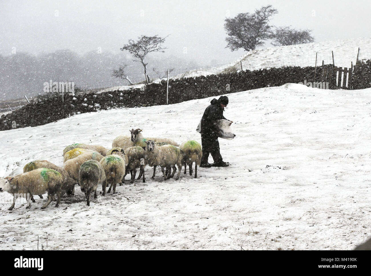 Yorkshire Dales farmer Andrew Coates brings feed in heavy snow to some of the two and a half thousand sheep he looks after on the fells between Hawes and Garsdale, North Yorkshire, as forecasters have issued a series of yellow weather warnings which affect large areas of the country. Stock Photo