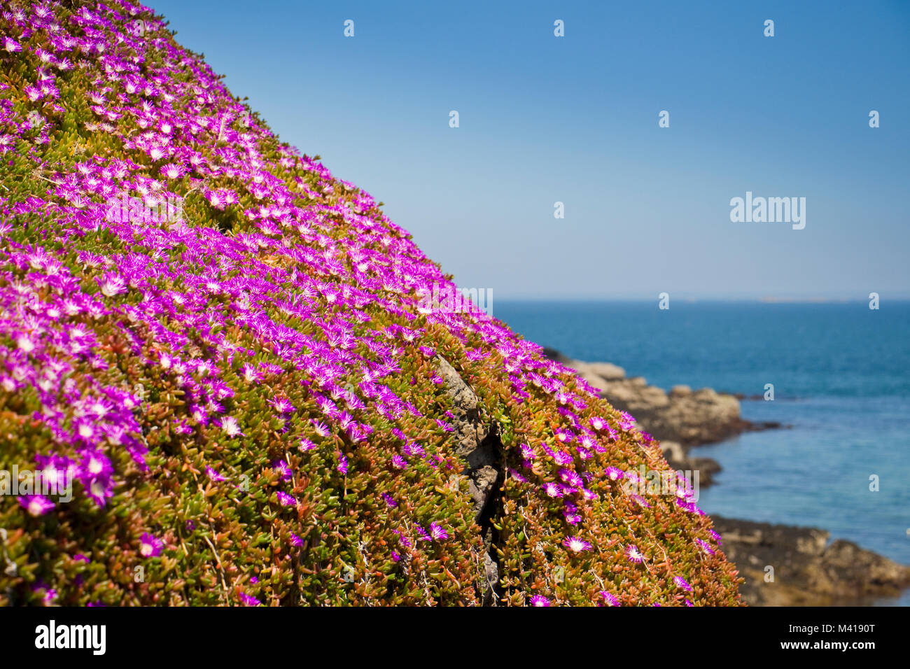 Blue jersey flowers hires stock photography and images Alamy