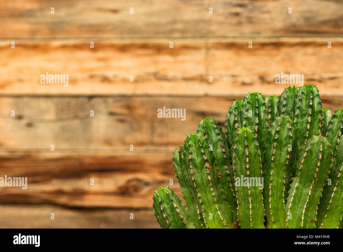 Cactus themed background for caption, concept. Beautiful green cacti in ...