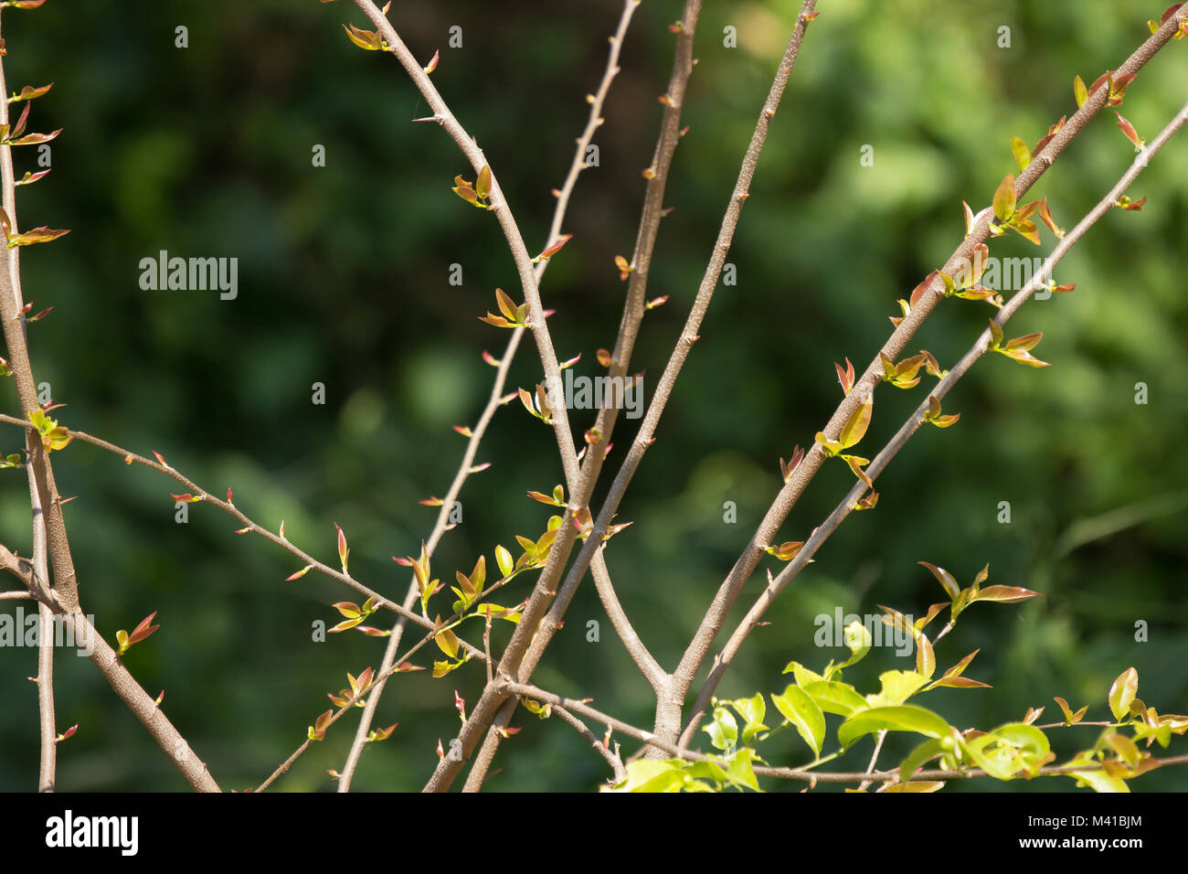Young Green leaf of Fried Egg Tree  or  Oncoba spinosa Forssk. Stock Photo