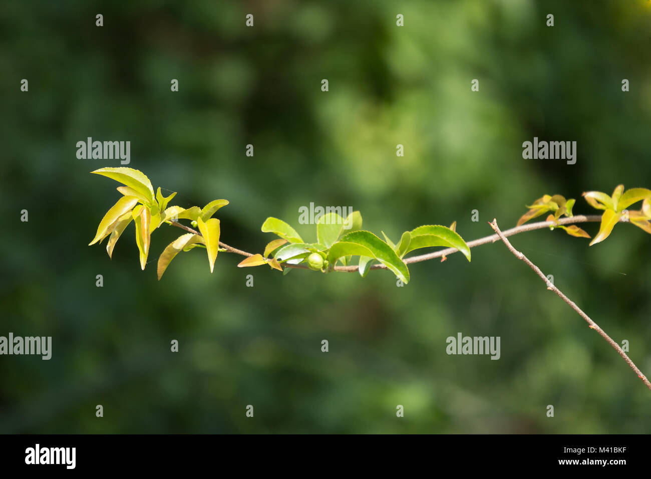 Young Green leaf of Fried Egg Tree  or  Oncoba spinosa Forssk. Stock Photo