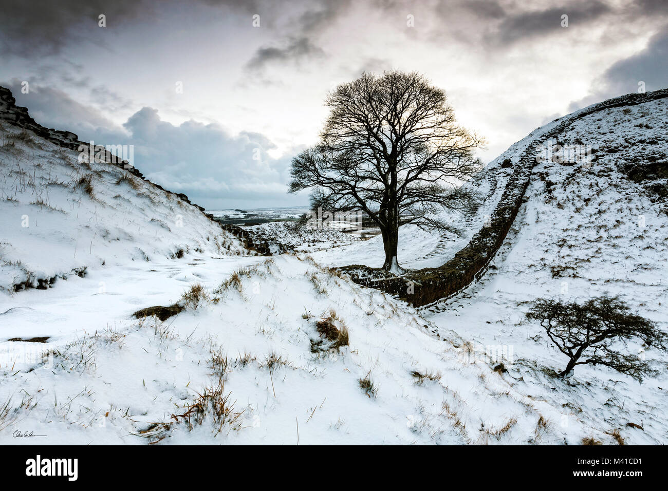 A snowy scene at Sycamore Gap in Northumberland Stock Photo - Alamy