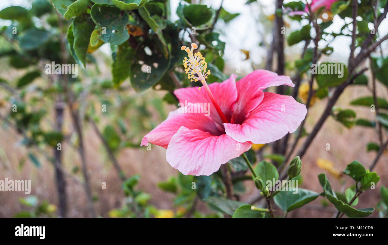 Cross pollination hires stock photography and images Alamy