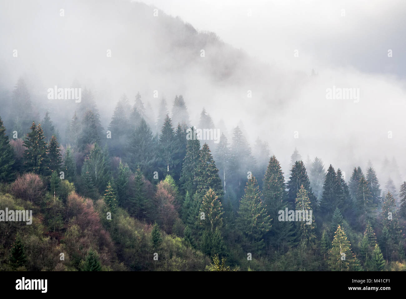 Fog covered forest mountain hi-res stock photography and images - Alamy