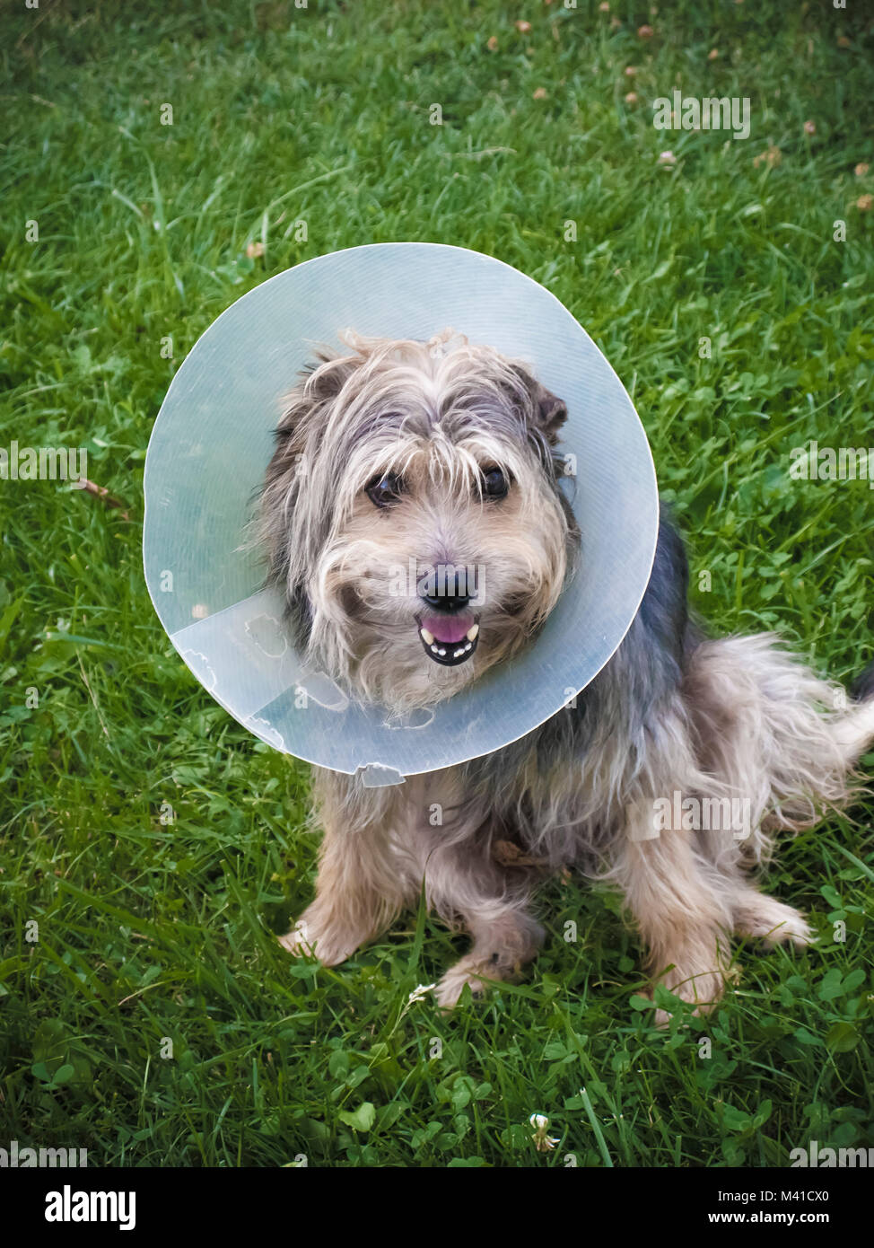 dog with Elizabethan collar Stock Photo