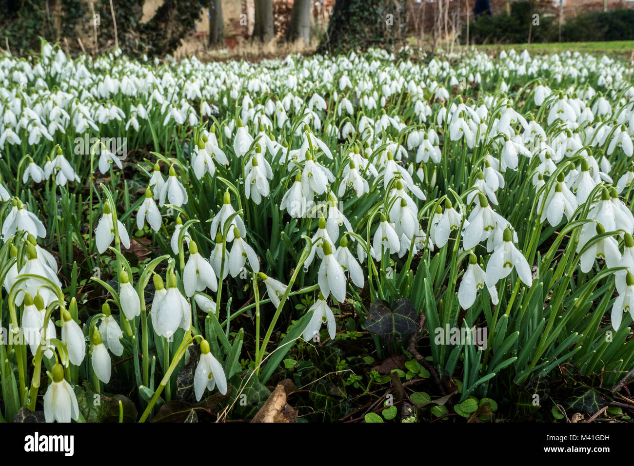 Galanthus is a small genus of bulbous perennial herbaceous plants in the family Amaryllidaceae. Stock Photo