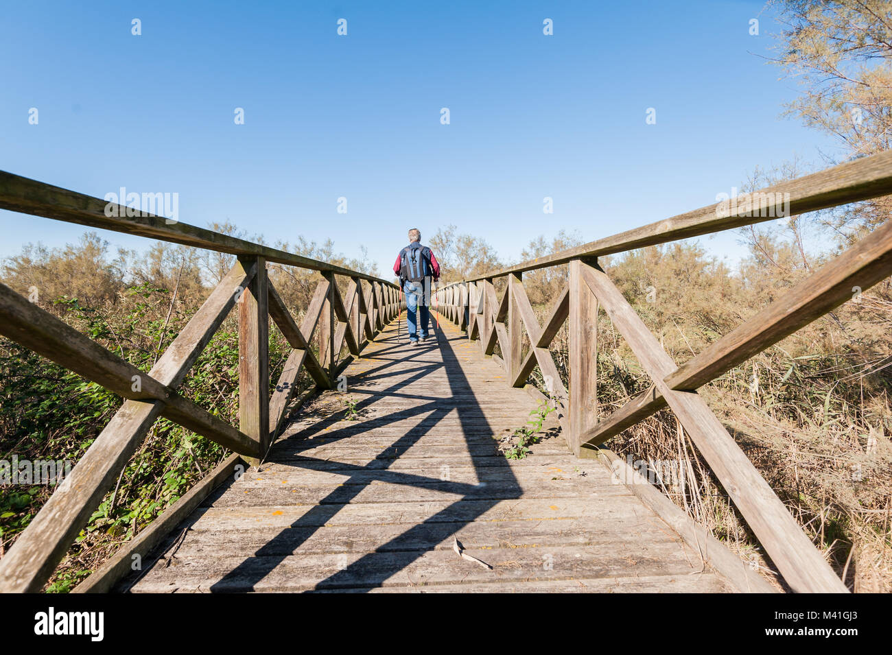 Hiker (60 years old) on a wooden footbridge on the river.   Rear view. Stock Photo