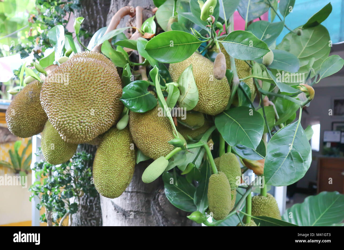 jack fruit or jack fruit tree Stock Photo Alamy