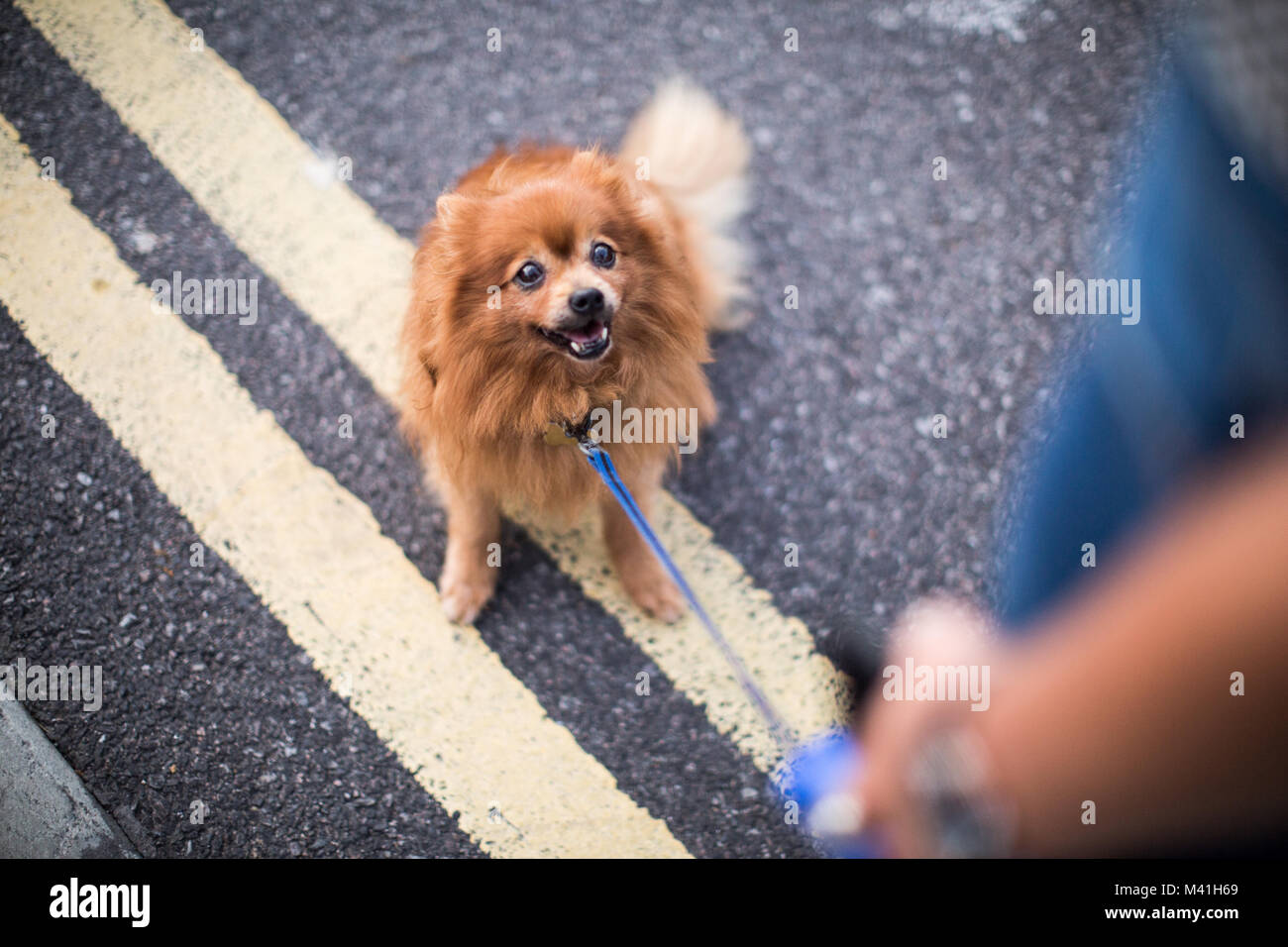 Dog looking up at owner Stock Photo