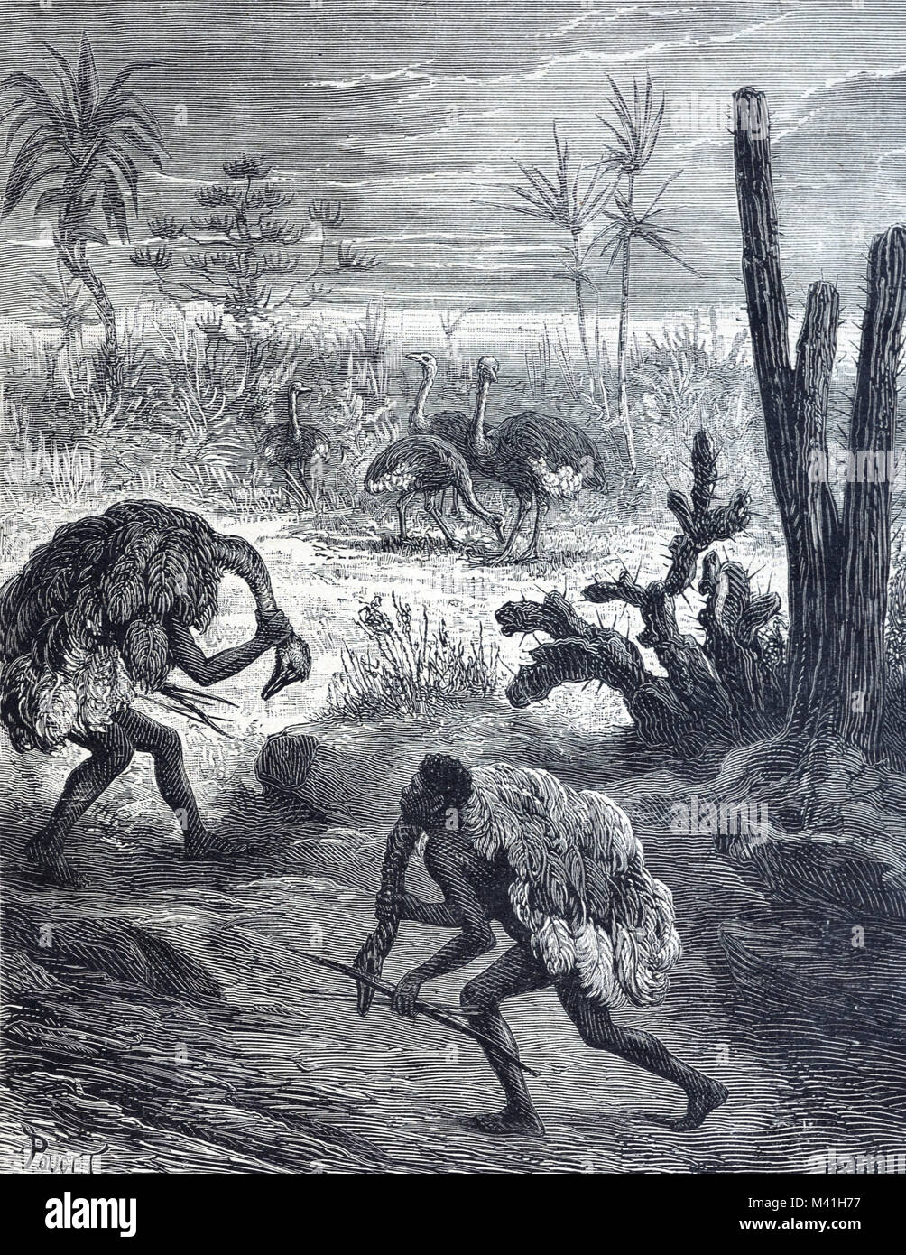 African Men Hunters Dressed in Ostrich Costumes Sneaking Up on, or Hunting Ostriches (Engraving 1879) Stock Photo