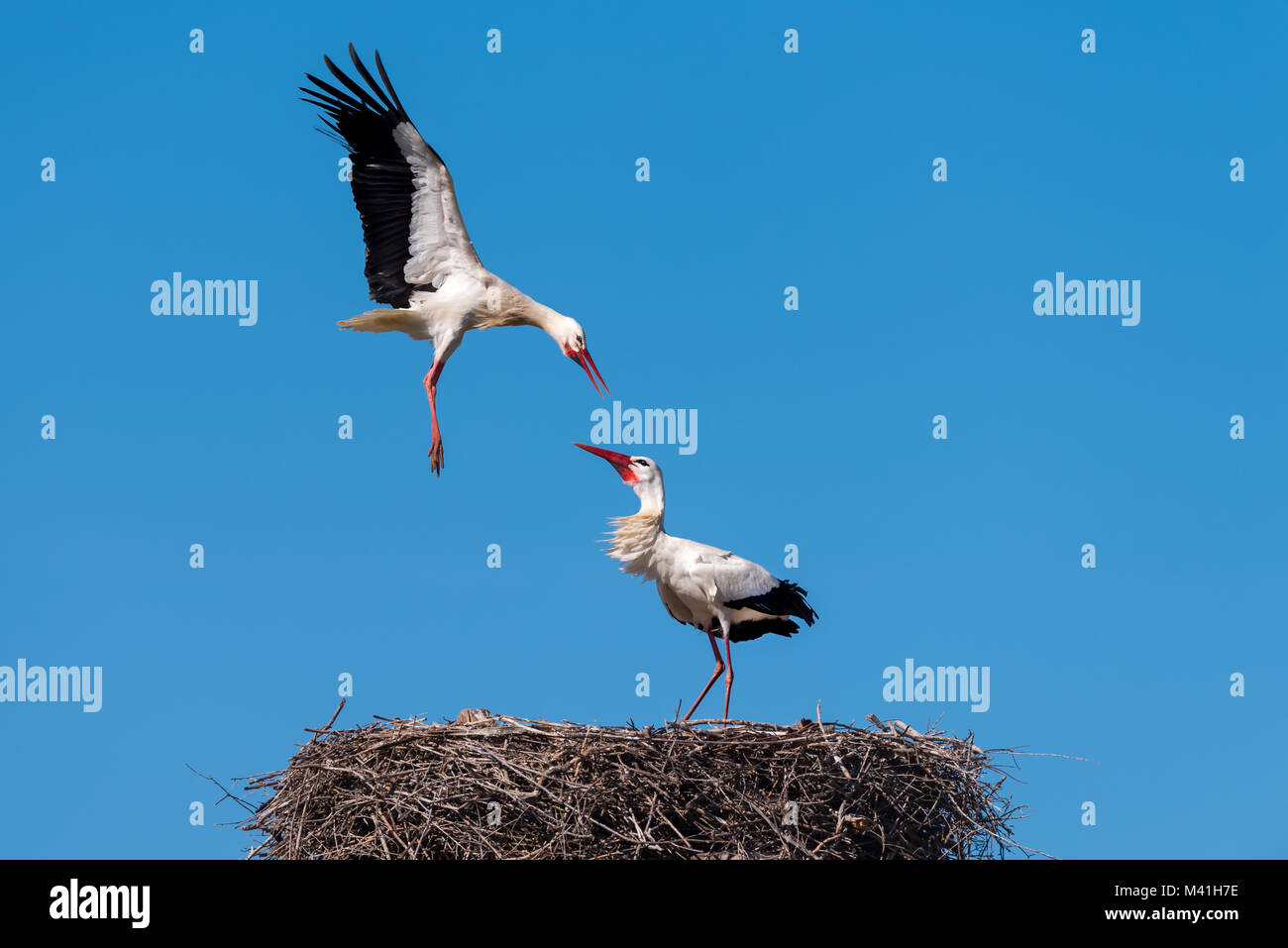 White Stork Attacking Another For The Rights To A Nest Stock Photo