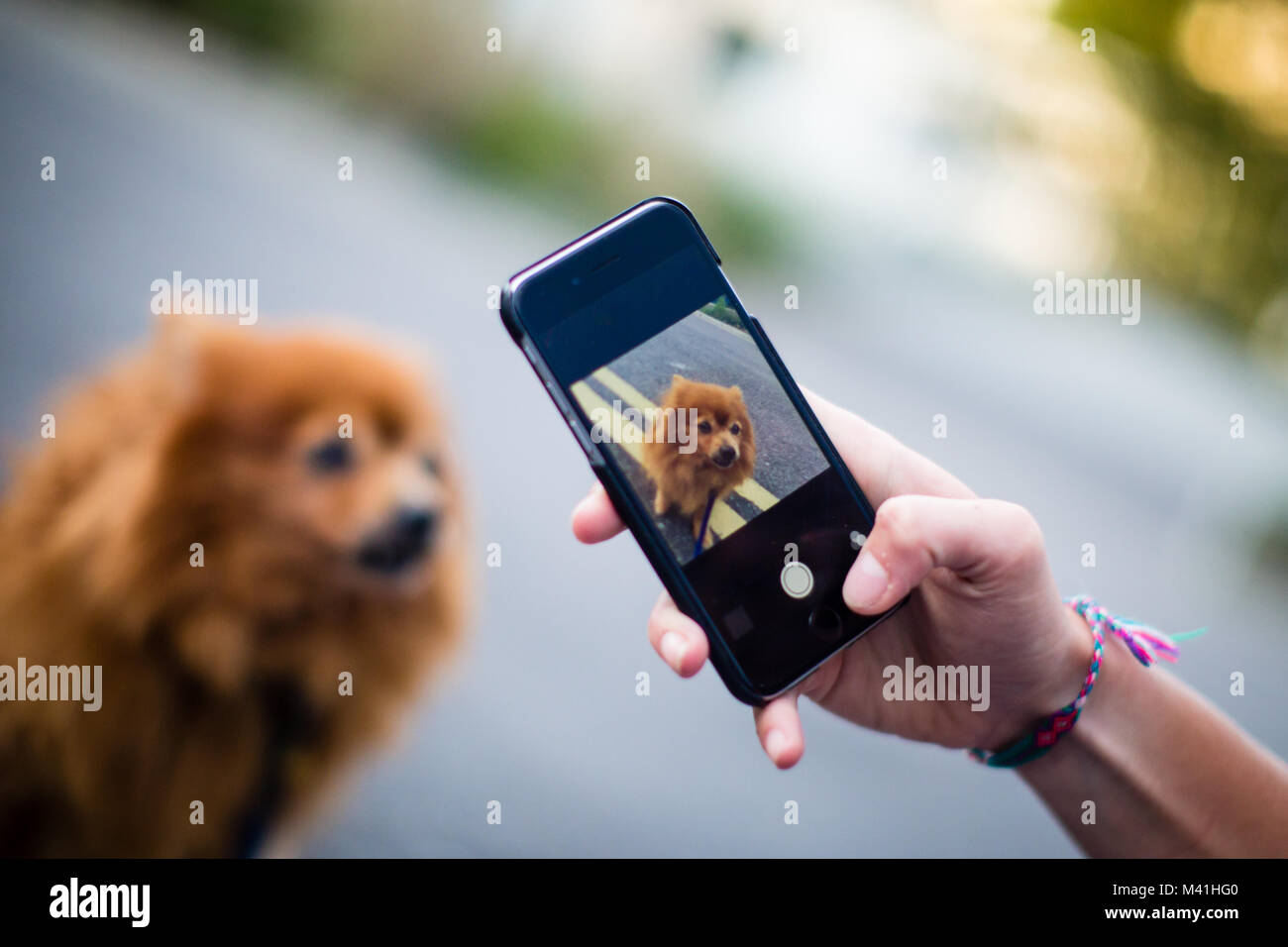 Owner taking picture of pet dog on smartphone Stock Photo