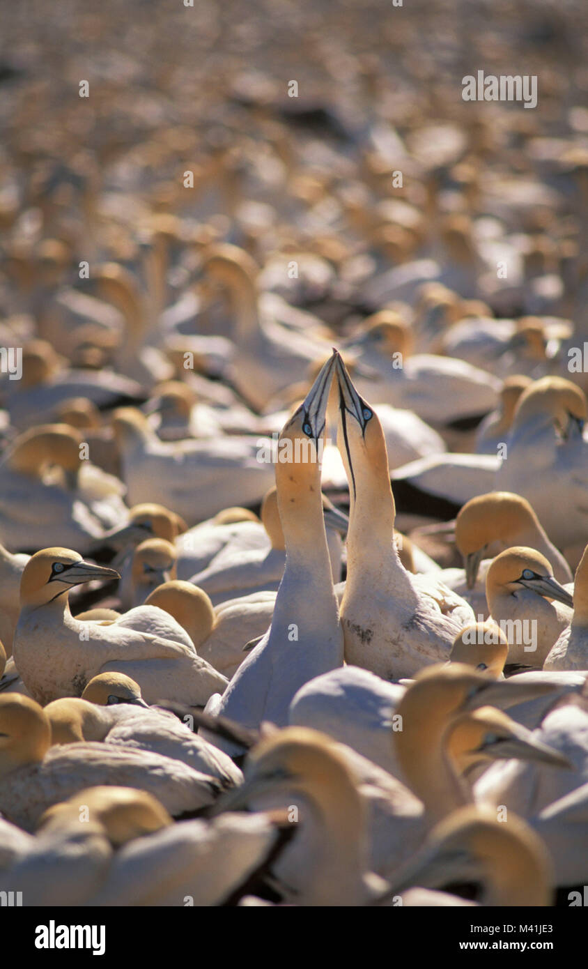 South Africa. Lamberts Bay. Birds. Cape Ganet colony (morus capensisi). Courtship behaviour. Stock Photo